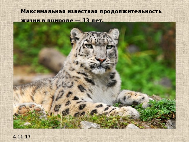 Максимальная известная продолжительность жизни в природе — 13 лет. 