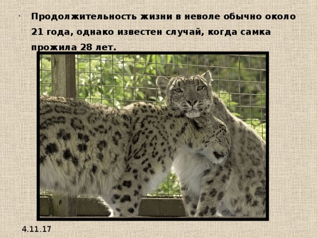 Продолжительность жизни в неволе обычно около 21 года, однако известен случай, когда самка прожила 28 лет.  