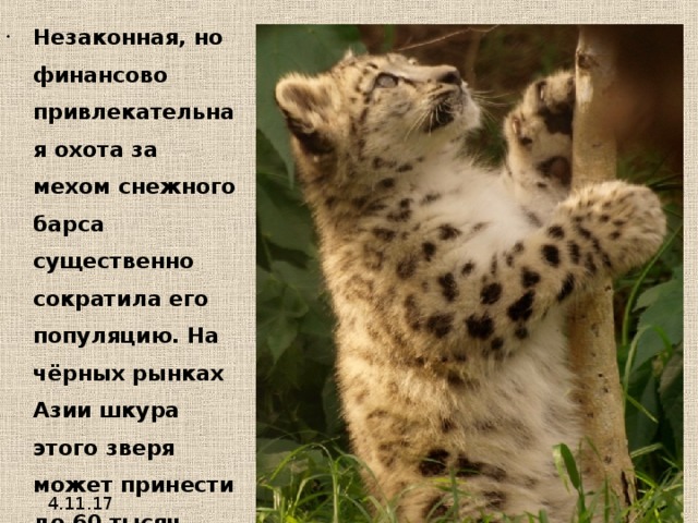 Незаконная, но финансово привлекательная охота за мехом снежного барса существенно сократила его популяцию. На чёрных рынках Азии шкура этого зверя может принести до 60 тысяч долларов. Во всех странах своего существования, снежный барс поставлен под охрану государства, но браконьерство угрожает ему по-прежнему. 