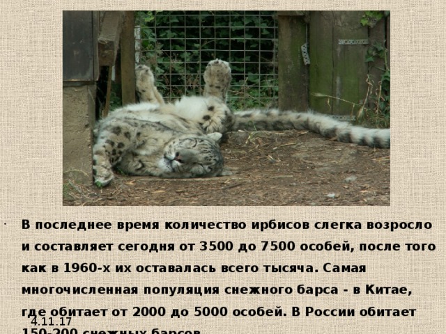 В последнее время количество ирбисов слегка возросло и составляет сегодня от 3500 до 7500 особей, после того как в 1960-х их оставалась всего тысяча. Самая многочисленная популяция снежного барса - в Китае, где обитает от 2000 до 5000 особей. В России обитает 150-200 снежных барсов.  Примерно 2000 особей ирбисов содержатся в зоопарках по всему миру и успешно размножаются в неволе. 