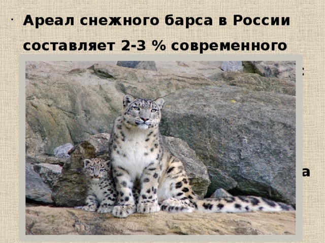 Ареал снежного барса в России составляет 2-3 % современного мирового ареала. В России ирбис встречается в Красноярском крае, в Хакасии, в Тыве и в Республике Алтай, в горах Восточного Саяна, в частности, на хребтах Тункинские Гольцы и Мунку-Сардык. 