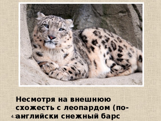  Несмотря на внешнюю схожесть с леопардом (по-английски снежный барс называется 