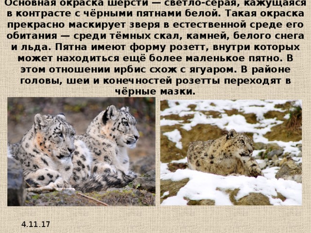    Основная окраска шерсти — светло-серая, кажущаяся в контрасте с чёрными пятнами белой. Такая окраска прекрасно маскирует зверя в естественной среде его обитания — среди тёмных скал, камней, белого снега и льда. Пятна имеют форму розетт, внутри которых может находиться ещё более маленькое пятно. В этом отношении ирбис схож с ягуаром. В районе головы, шеи и конечностей розетты переходят в чёрные мазки. 