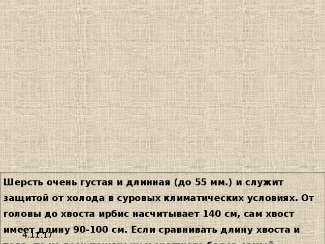 Шерсть очень густая и длинная (до 55 мм.) и служит защитой от холода в суровых климатических условиях. От головы до хвоста ирбис насчитывает 140 см, сам хвост имеет длину 90-100 см. Если сравнивать длину хвоста и тела, то из всех кошачьих у снежного барса самый длинный хвост, он составляет более трёх четвертей длины тела. 