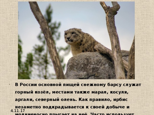 В России основной пищей снежному барсу служат горный козёл, местами также марал, косуля, аргали, северный олень. Как правило, ирбис незаметно подкрадывается к своей добыче и молниеносно прыгает на неё. Часто использует для этого высокие камни, чтобы неожиданно повергнуть жертву наземь прыжком сверху и убить. 