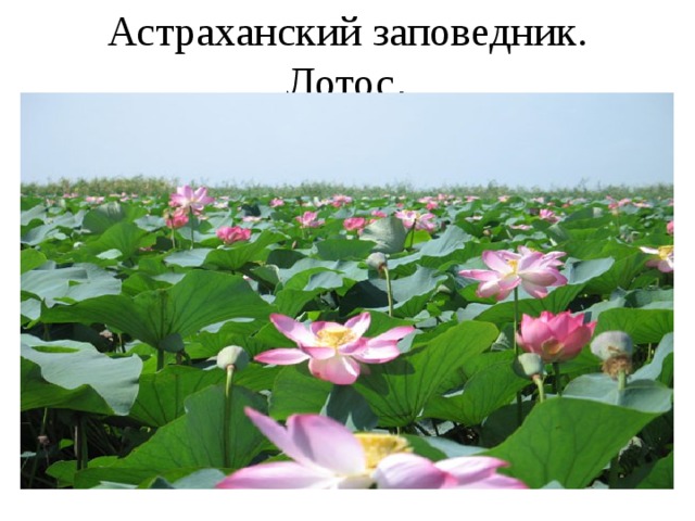 Астраханский заповедник. Лотос . 