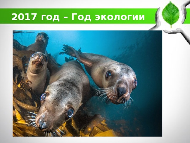 2017 год – Год экологии 