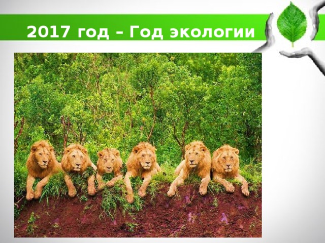 2017 год – Год экологии 