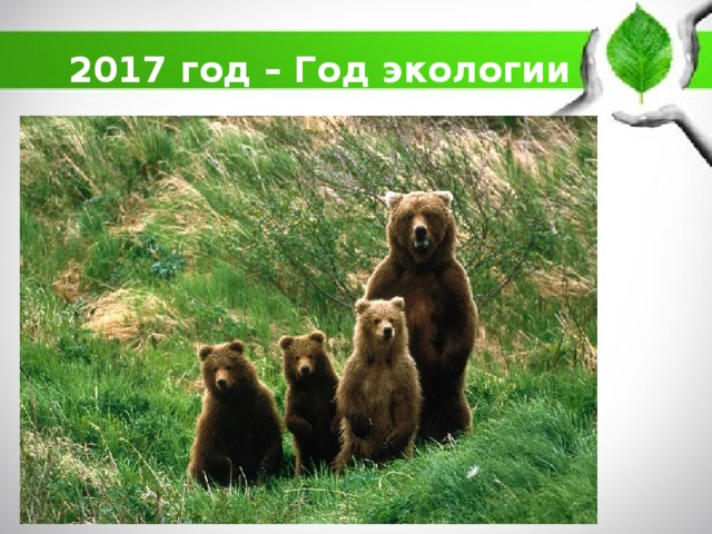 2017 год – Год экологии 