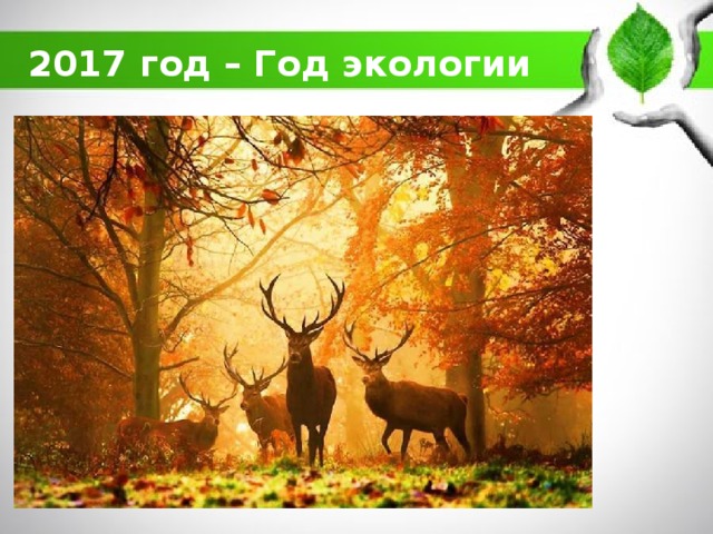 2017 год – Год экологии 