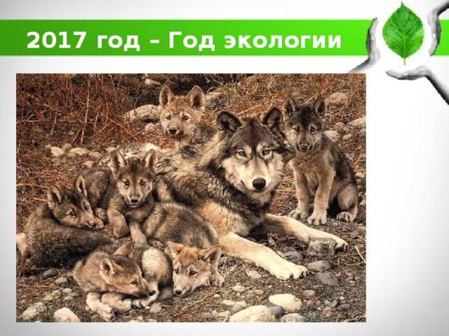 2017 год – Год экологии 