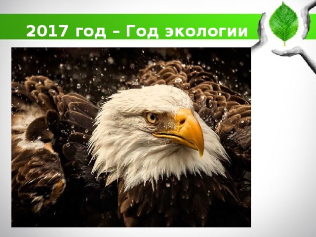 2017 год – Год экологии 