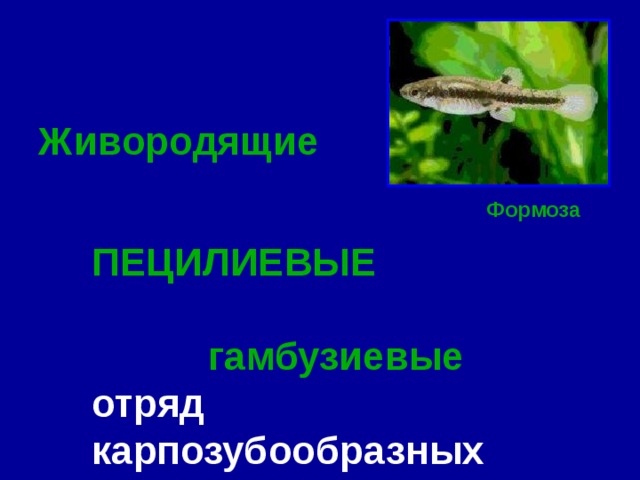 Живородящие  ПЕЦИЛИЕВЫЕ  гамбузиевые отряд карпозубообразных Формоза 