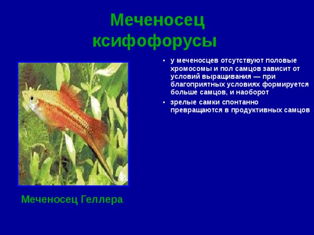 Меченосец  ксифофорусы  у меченосцев отсутствуют половые хромосомы и пол самцов зависит от условий выращивания — при благоприятных условиях формируется больше самцов, и наоборот зрелые самки спонтанно превращаются в продуктивных самцов  Меченосец Геллера 