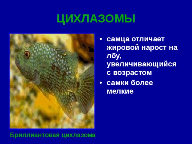 ЦИХЛАЗОМЫ самца отличает жировой нарост на лбу, увеличивающийся с возрастом самки более мелкие Бриллиантовая цихлазома 