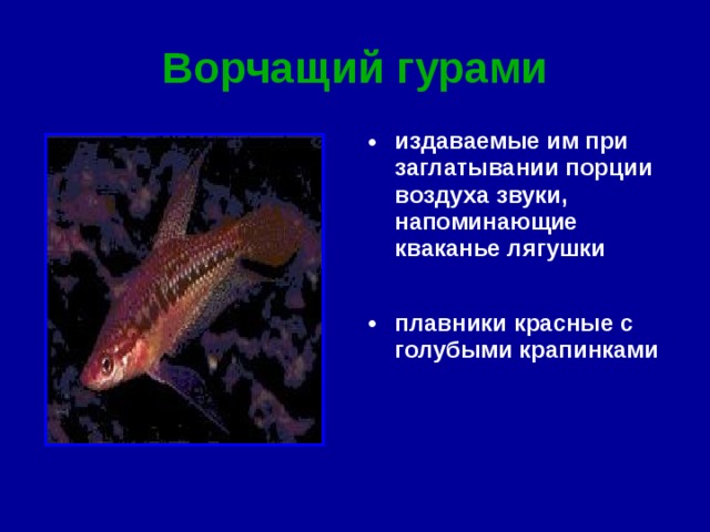 Ворчащий гурами издаваемые им при заглатывании порции воздуха звуки, напоминающие кваканье лягушки плавники красные с голубыми крапинками 
