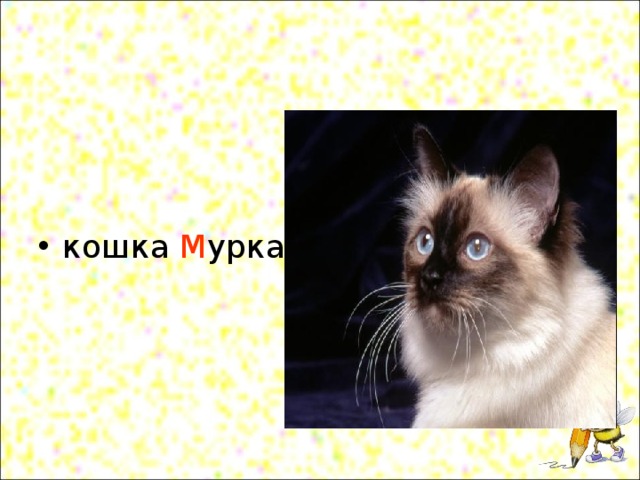 кошка М урка 