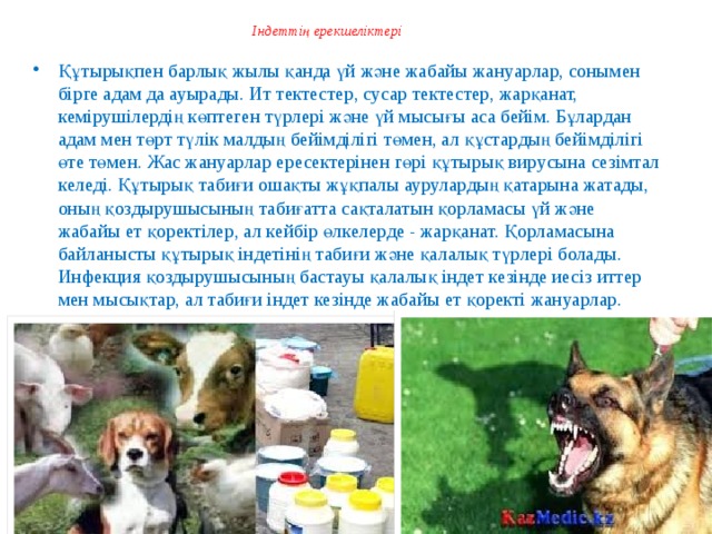  Індеттің ерекшеліктері   Құтырықпен барлық жылы қанда үй және жабайы жануарлар, сонымен бірге адам да ауырады. Ит тектестер, сусар тектестер, жарқанат, кемірушілердің көптеген түрлері және үй мысығы аса бейім. Бұлардан адам мен төрт түлік малдың бейімділігі төмен, ал құстардың бейімділігі өте төмен. Жас жануарлар ересектерінен гөрі құтырық вирусына сезімтал келеді. Құтырық табиғи ошақты жұқпалы аурулардың қатарына жатады, оның қоздырушысының табиғатта сақталатын қорламасы үй және жабайы ет қоректілер, ал кейбір өлкелерде - жарқанат. Қорламасына байланысты құтырық індетінің табиғи және қалалық түрлері болады. Инфекция қоздырушысының бастауы қалалық індет кезінде иесіз иттер мен мысықтар, ал табиғи індет кезінде жабайы ет қоректі жануарлар.  