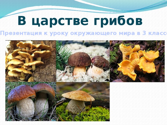 В царстве грибов Презентация к уроку окружающего мира в 3 классе 