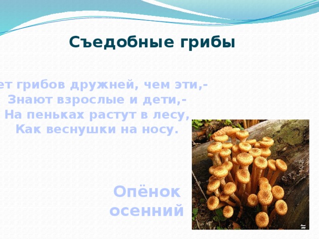 Съедобные грибы Нет грибов дружней, чем эти,- Знают взрослые и дети,- На пеньках растут в лесу, Как веснушки на носу. Опёнок осенний 