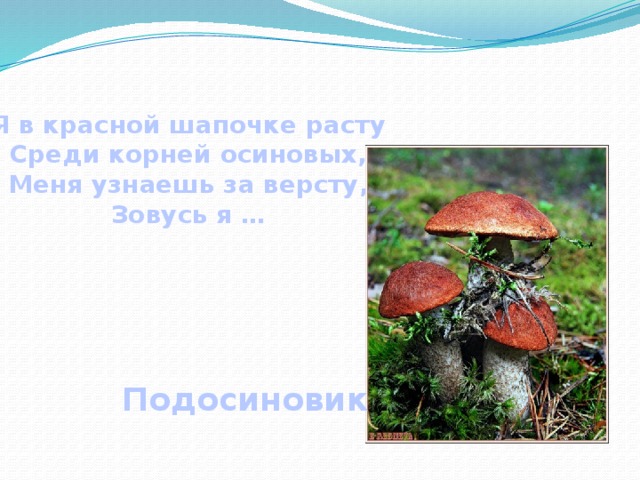 Я в красной шапочке расту Среди корней осиновых, Меня узнаешь за версту, Зовусь я …   Подосиновик  
