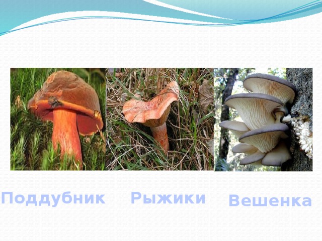 Поддубник Рыжики  Вешенка  