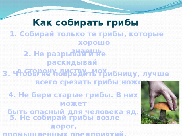 Как собирать грибы 1. Собирай только те грибы, которые хорошо  знаешь.  2. Не разрывай и не раскидывай в сторону листву, мох. 3. Чтобы не повредить грибницу, лучше всего срезать грибы ножом. 4. Не бери старые грибы. В них может быть опасный для человека яд. 5. Не собирай грибы возле дорог, промышленных предприятий. 