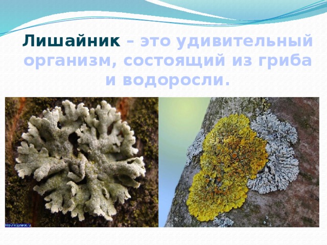 Лишайник – это удивительный организм, состоящий из гриба и водоросли. 