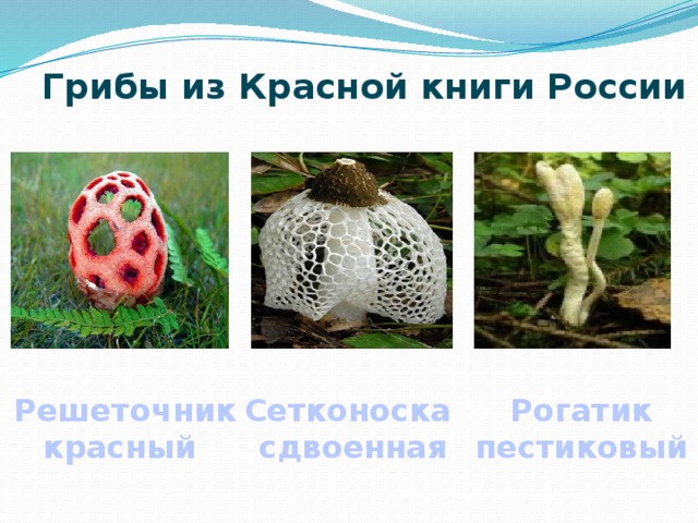 Грибы из Красной книги России Решеточник Сетконоска Рогатик красный  сдвоенная пестиковый 