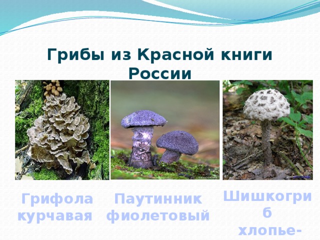 Грибы из Красной книги России Шишкогриб  хлопье-ножковый Паутинник Грифола фиолетовый курчавая 