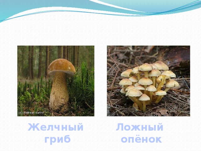 Желчный Ложный  гриб опёнок 