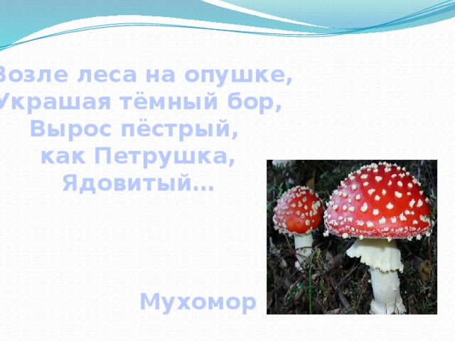  Возле леса на опушке, Украшая тёмный бор, Вырос пёстрый, как Петрушка, Ядовитый… Мухомор 