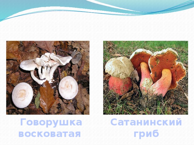  Говорушка Сатанинский восковатая гриб 