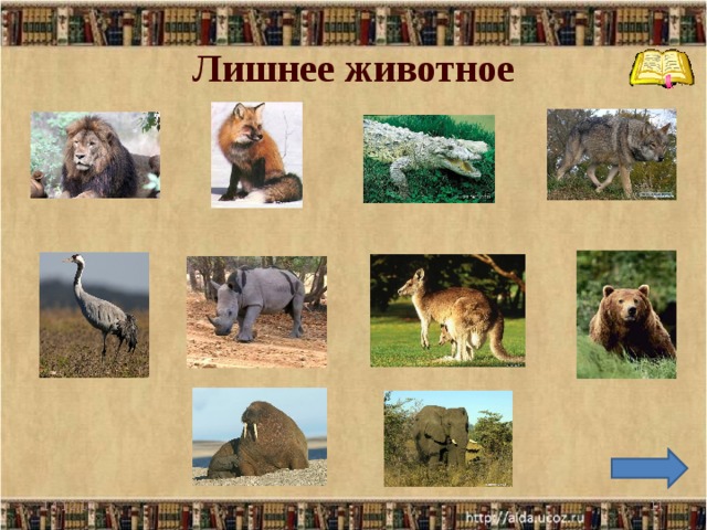 Лишнее животное 14.12.17  