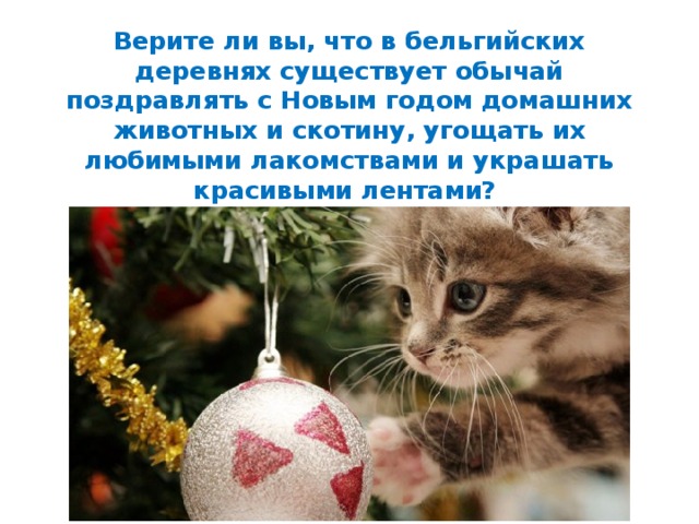 Верите ли вы, что в бельгийских деревнях существует обычай поздравлять с Новым годом домашних животных и скотину, угощать их любимыми лакомствами и украшать красивыми лентами? 