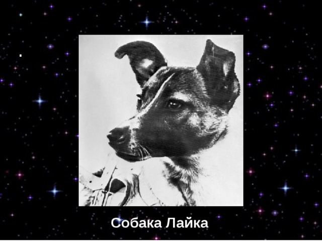 Собака Лайка Собака Лайка 