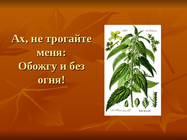 Ах, не трогайте меня:  Обожгу и без огня! 