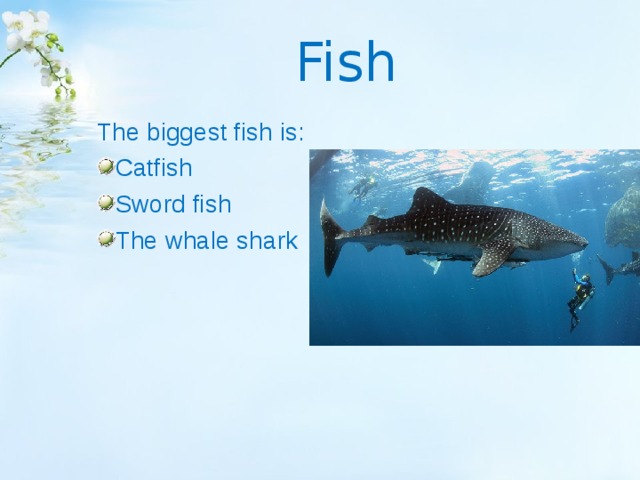 Fish The biggest fish is : Catfish Sword fish The whale shark 