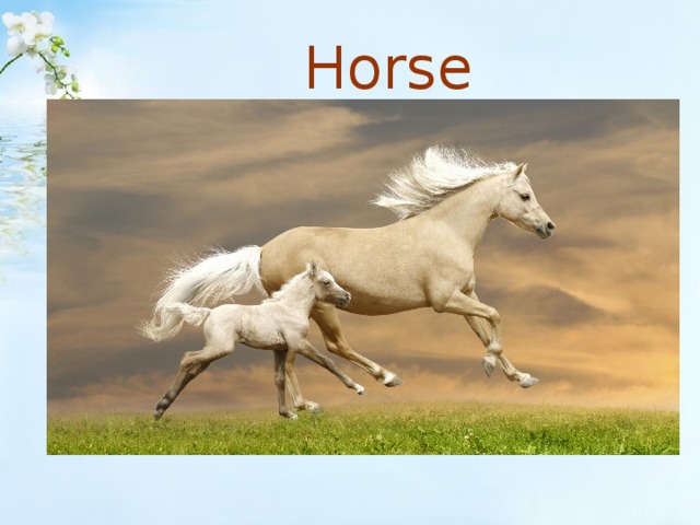  Horse 
