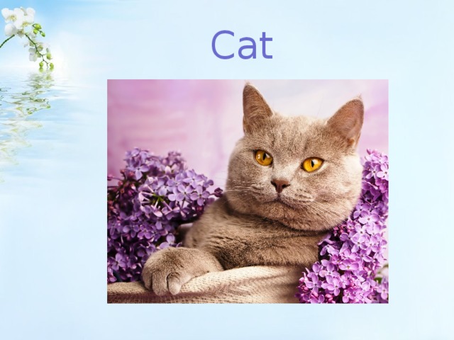 Cat 