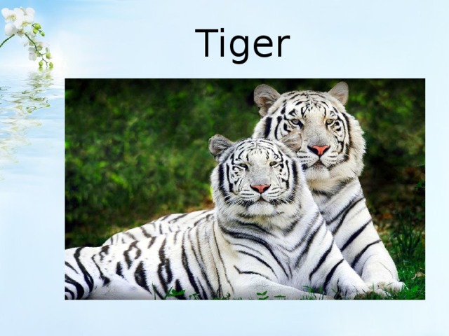 Tiger 