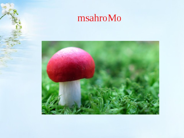 msahroMo 