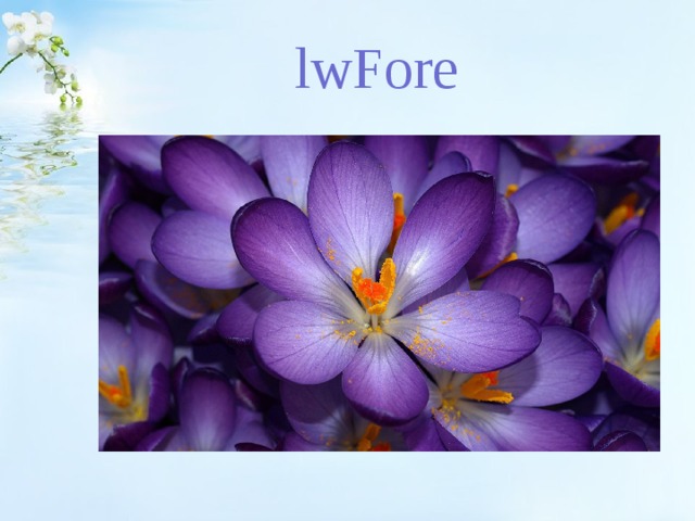 lwFore 