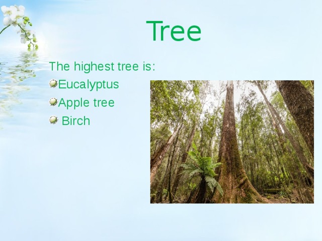Tree The highest tree is : Eucalyptus Apple tree  Birch 