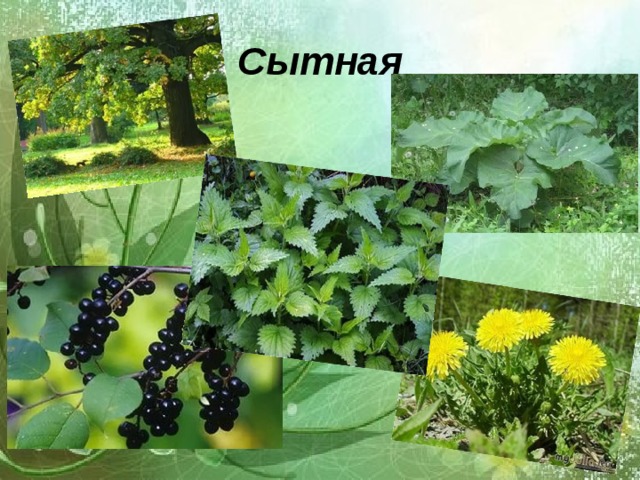 Сытная 