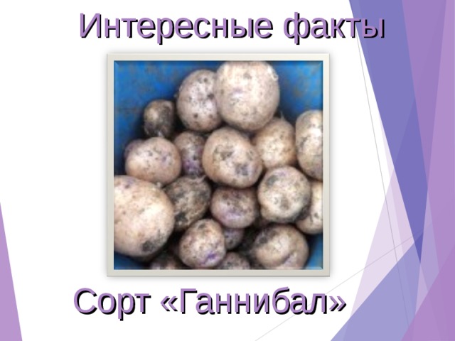 Интересные факты Сорт «Ганнибал» 