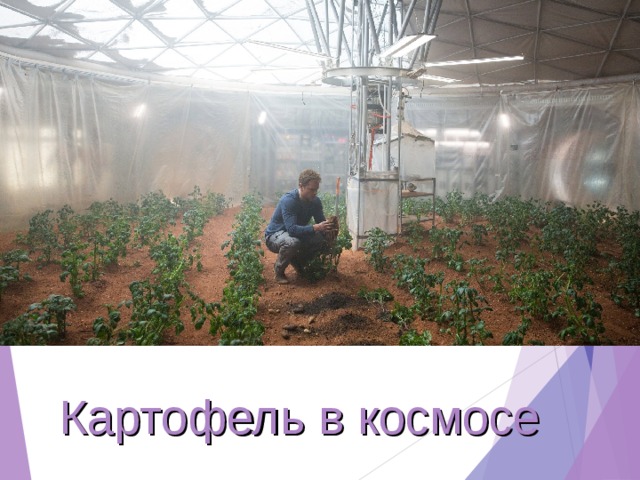 Картофель в космосе 