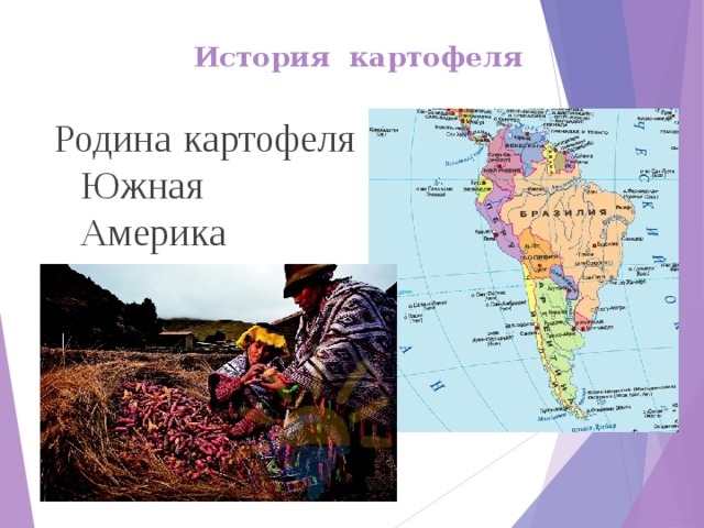 История картофеля Родина картофеля Южная Америка 
