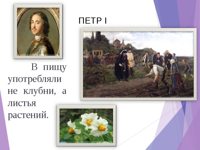 ПЕТР I  В пищу употребляли не клубни, а листья растений. 