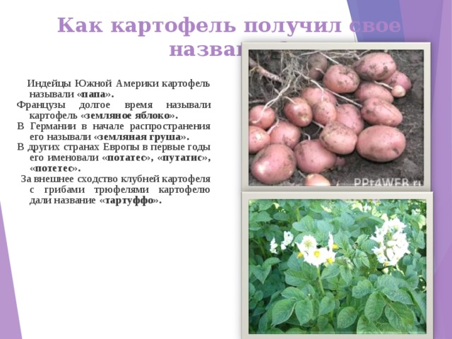 Как картофель получил свое название?  Индейцы Южной Америки картофель называли «папа». Французы долгое время называли картофель «земляное яблоко». В Германии в начале распространения его называли «земляная груша». В других странах Европы в первые годы его именовали «потатес», «путатис», «потетес».  За внешнее сходство клубней картофеля с грибами трюфелями картофелю дали название «тартуффо».  